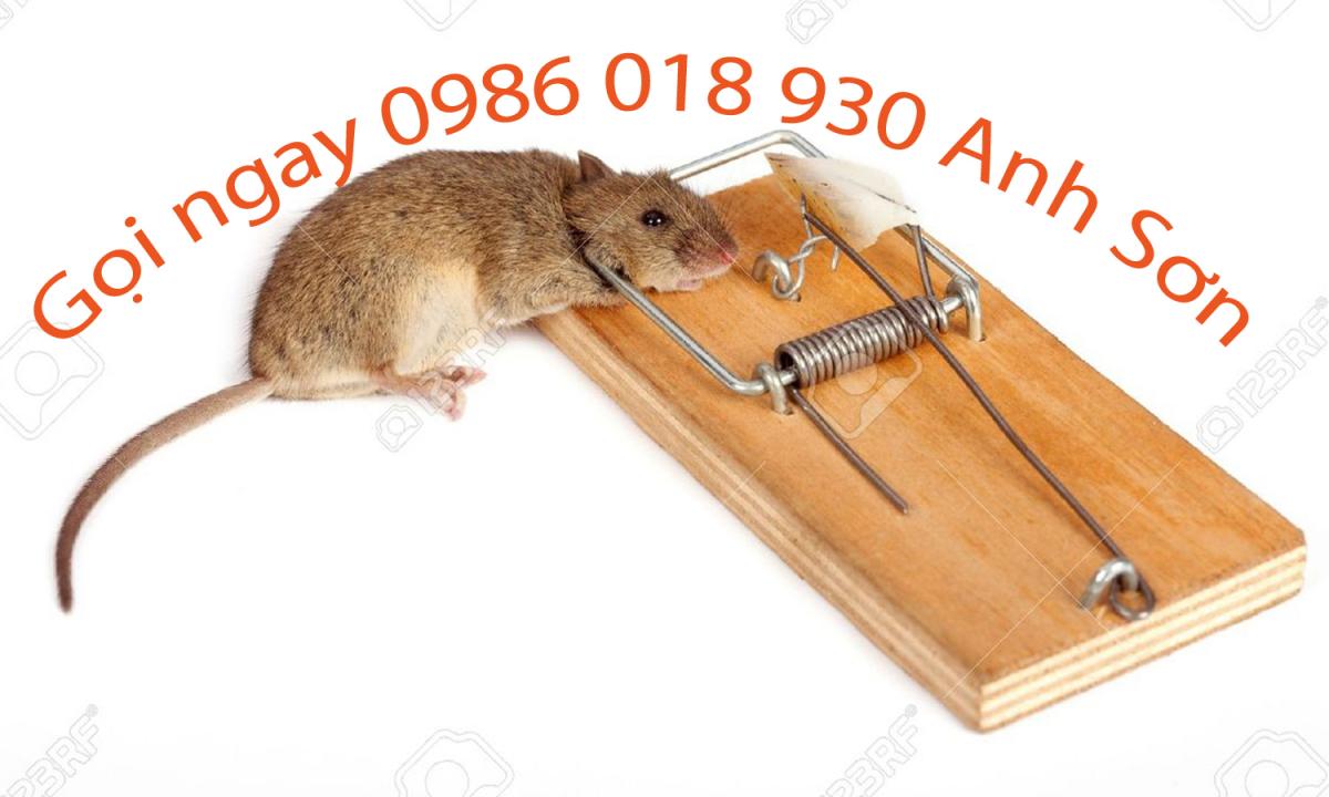 Dịch vụ diệt chuột giá rẻ